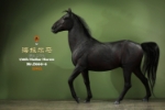 Mr.Z 1/6 Mongolia Hailar War Horse (Mr.Z060-6)