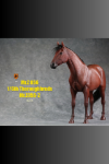 Mr.Z 1/6 Thoroughbred War Horse (MR.Z056-2)