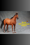 Mr.Z 1/6 Thoroughbred War Horse (MR.Z056-3)