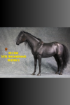Mr.Z 1/6 Thoroughbred War Horse (MR.Z056-5)