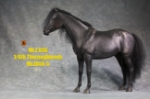 Mr.Z 1/6 Thoroughbred War Horse (MR.Z056-5)